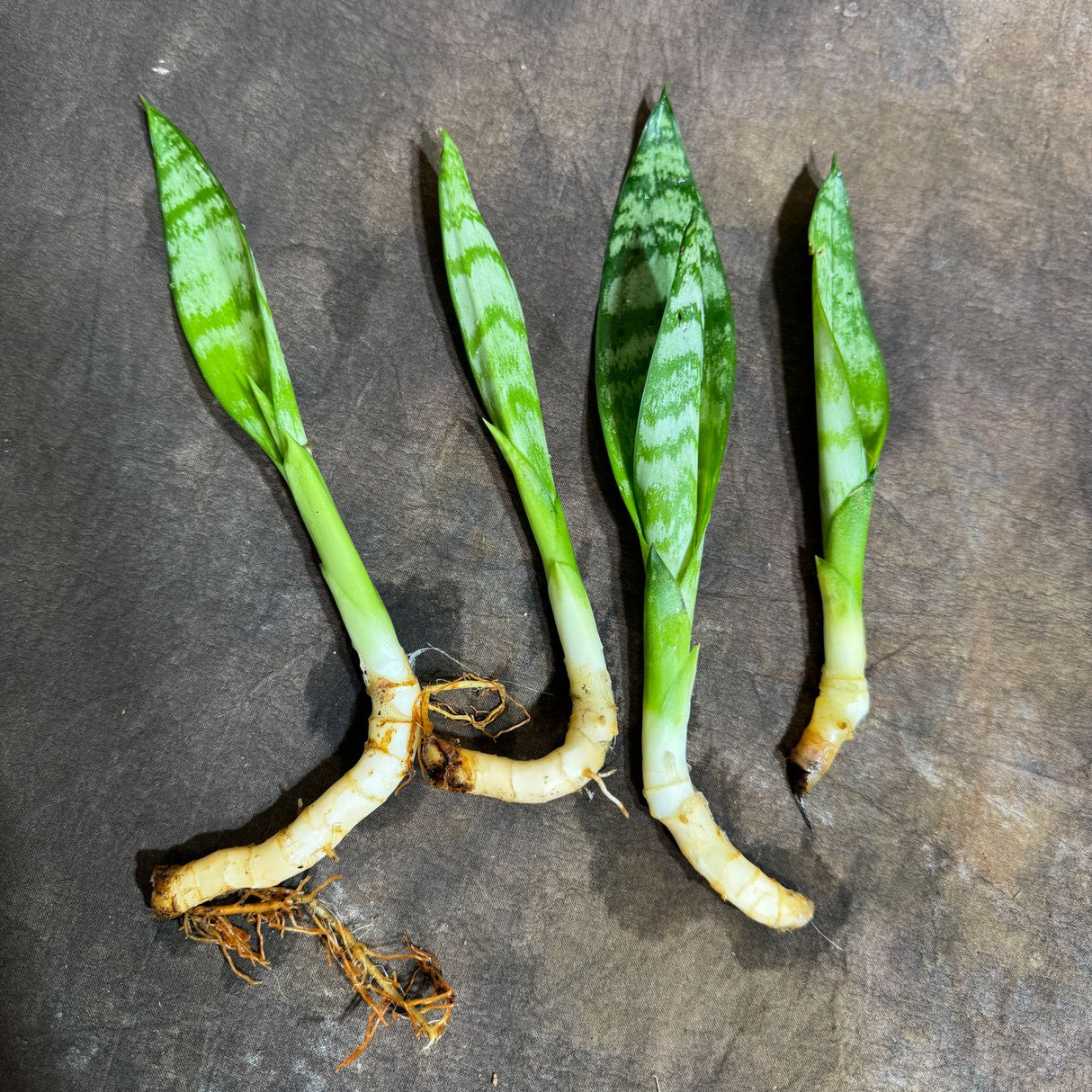 Sansevieria Zeylanica Baby Plant Cut - 2" Green Snake Plant Starter - Indoor Air Purifier Hardy Low Light Office Plants - Gift for Mom