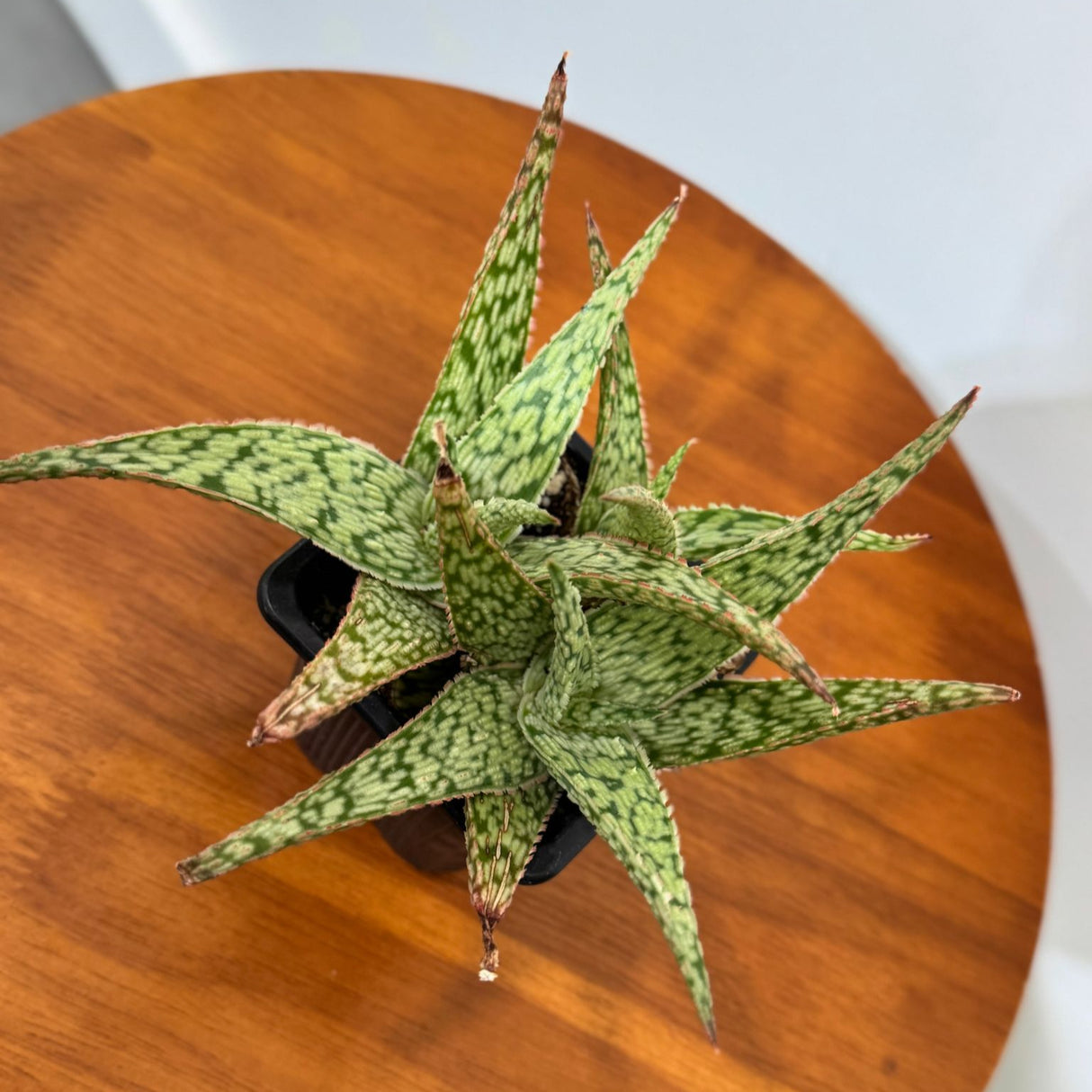 Pink Blush Fox Aloe in a 3" Grow Pot – Rare Blush Aloe CV – Low Maintenance Indoor Succulent - Live Indoor Succulent Plant with Pink-Tinted Leaves