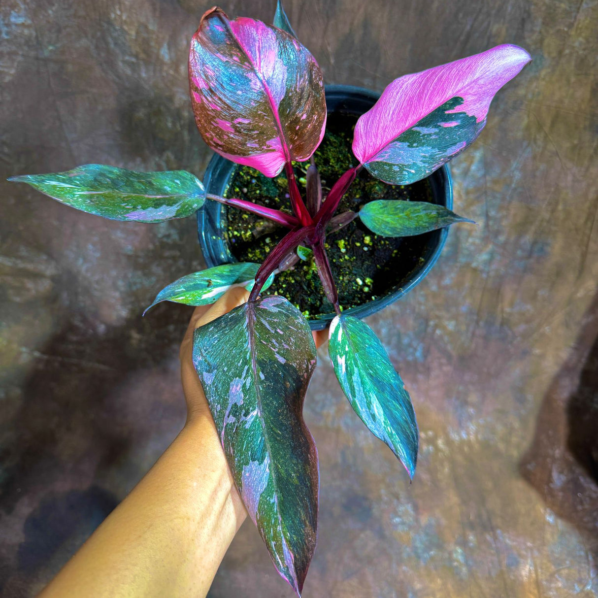 Philodendron Pink Princess Galaxy in a 6" Grow Pot - Variegated Live Pink Princess Marble - Rare Collector Plant
