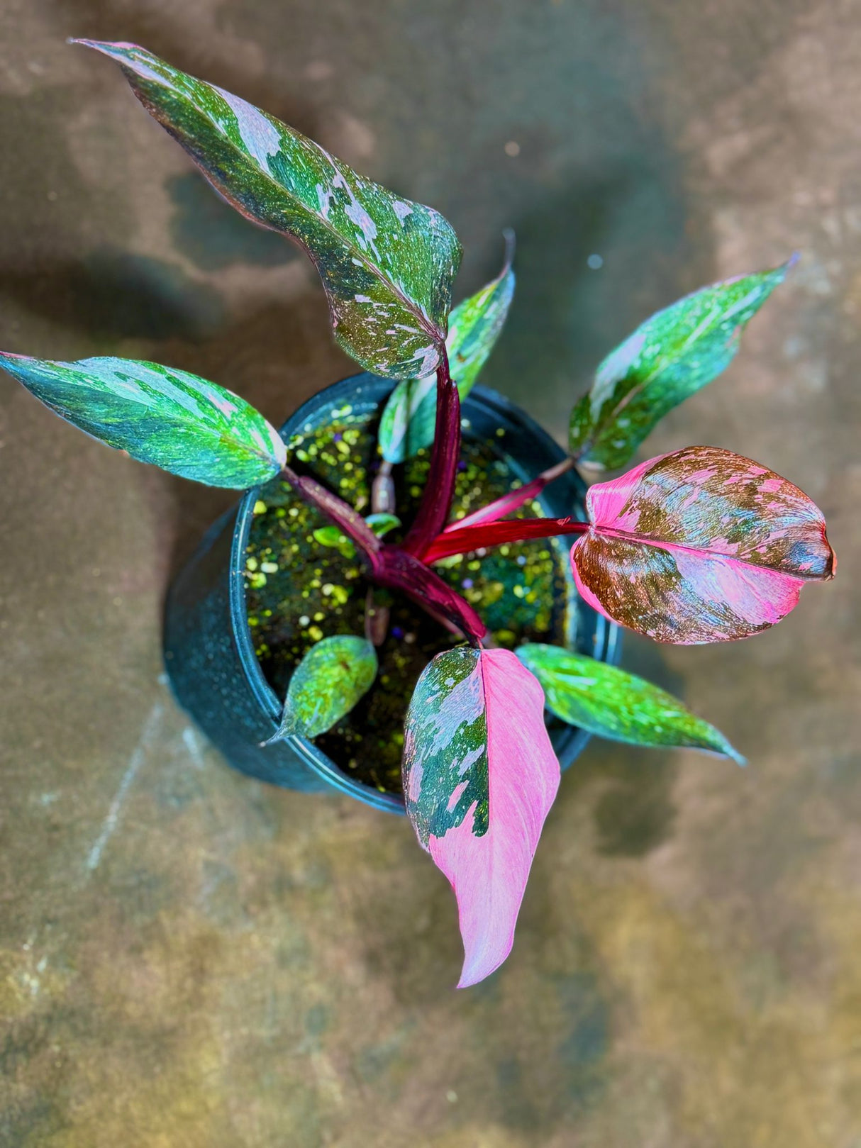 Philodendron Pink Princess Galaxy in a 6" Grow Pot - Variegated Live Pink Princess Marble - Rare Collector Plant