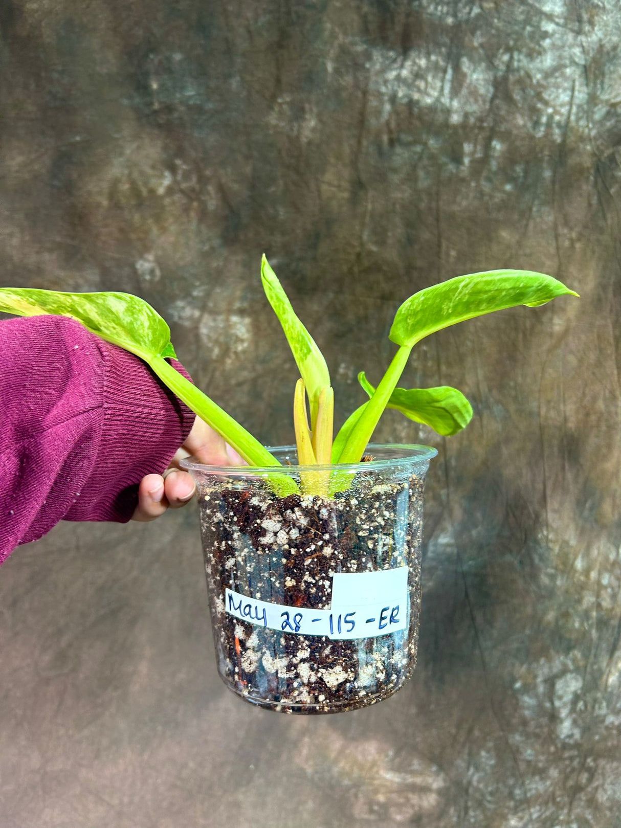 Super Rare Variegated Philodendron Green Congo in a Nursery Pot - Green Congo Original - Hard to Come By - Exact Same Plant - US Seller