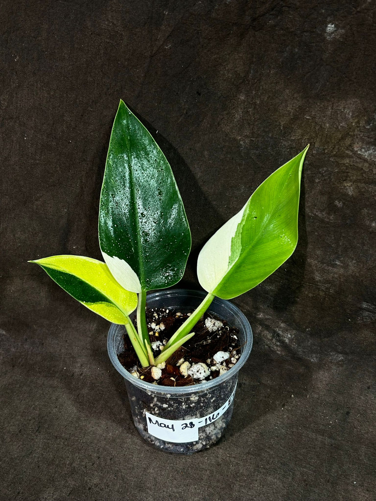 Super Rare Variegated Philodendron Green Congo in a Nursery Pot - Green Congo Original - Hard to Come By - Exact Same Plant - US Seller