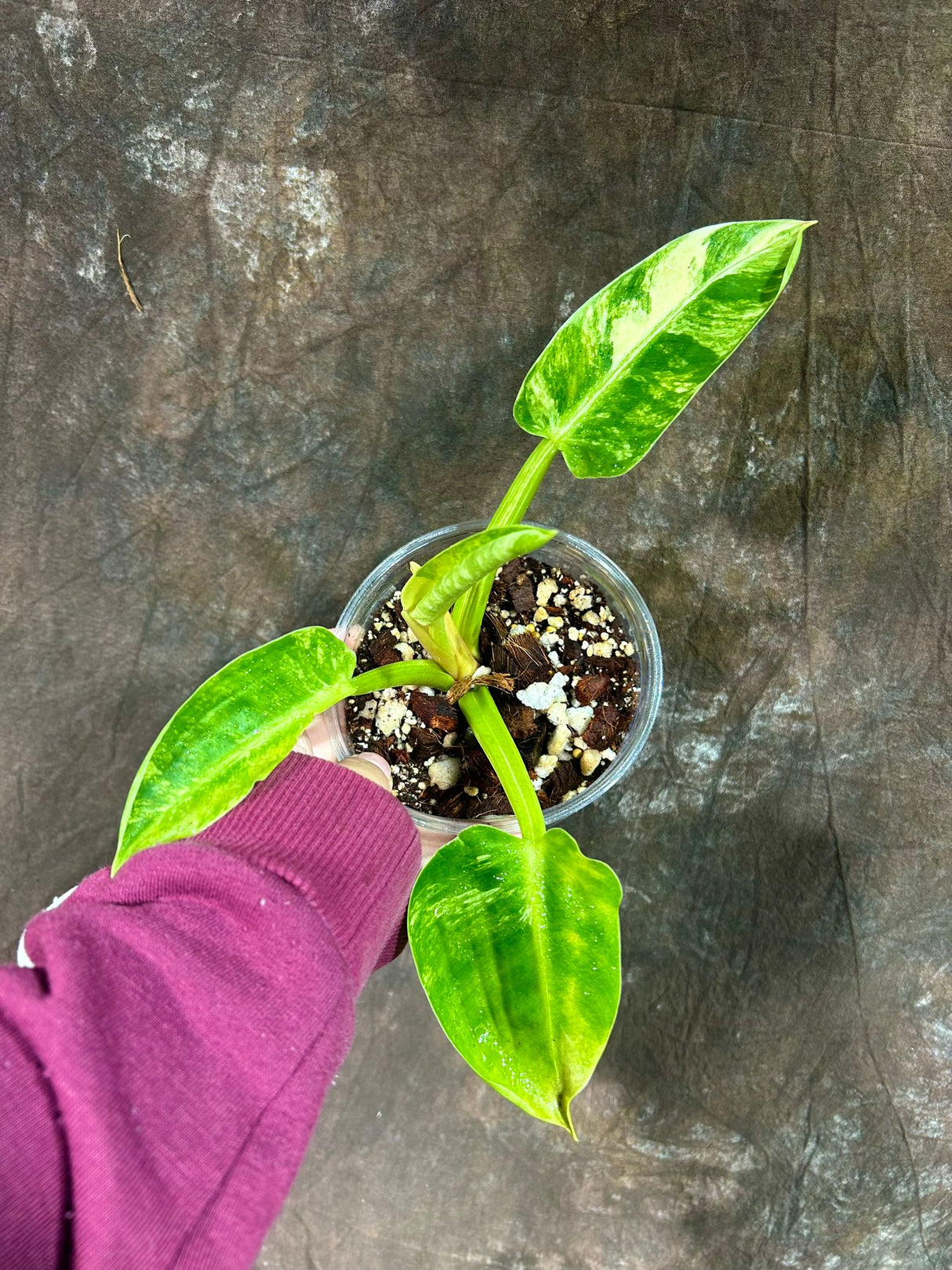 Super Rare Variegated Philodendron Green Congo in a Nursery Pot - Green Congo Original - Hard to Come By - Exact Same Plant - US Seller