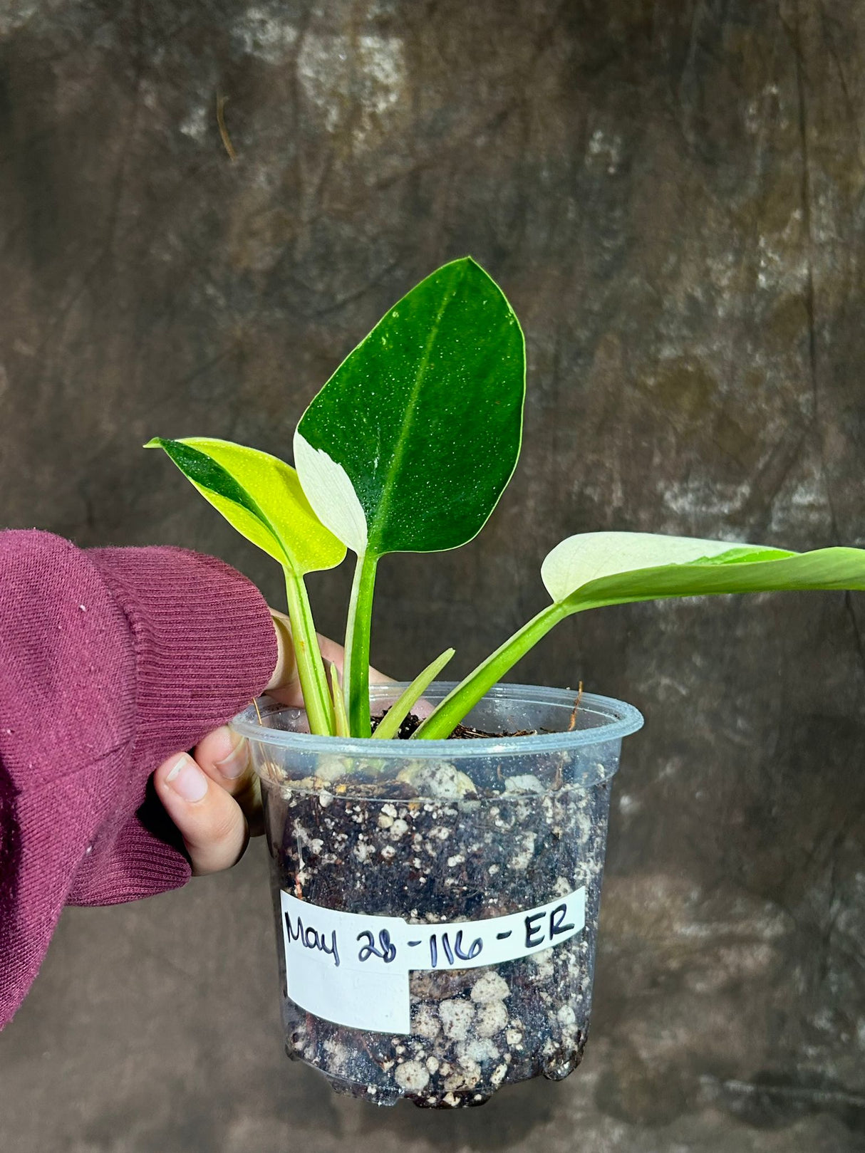 Super Rare Variegated Philodendron Green Congo in a Nursery Pot - Green Congo Original - Hard to Come By - Exact Same Plant - US Seller