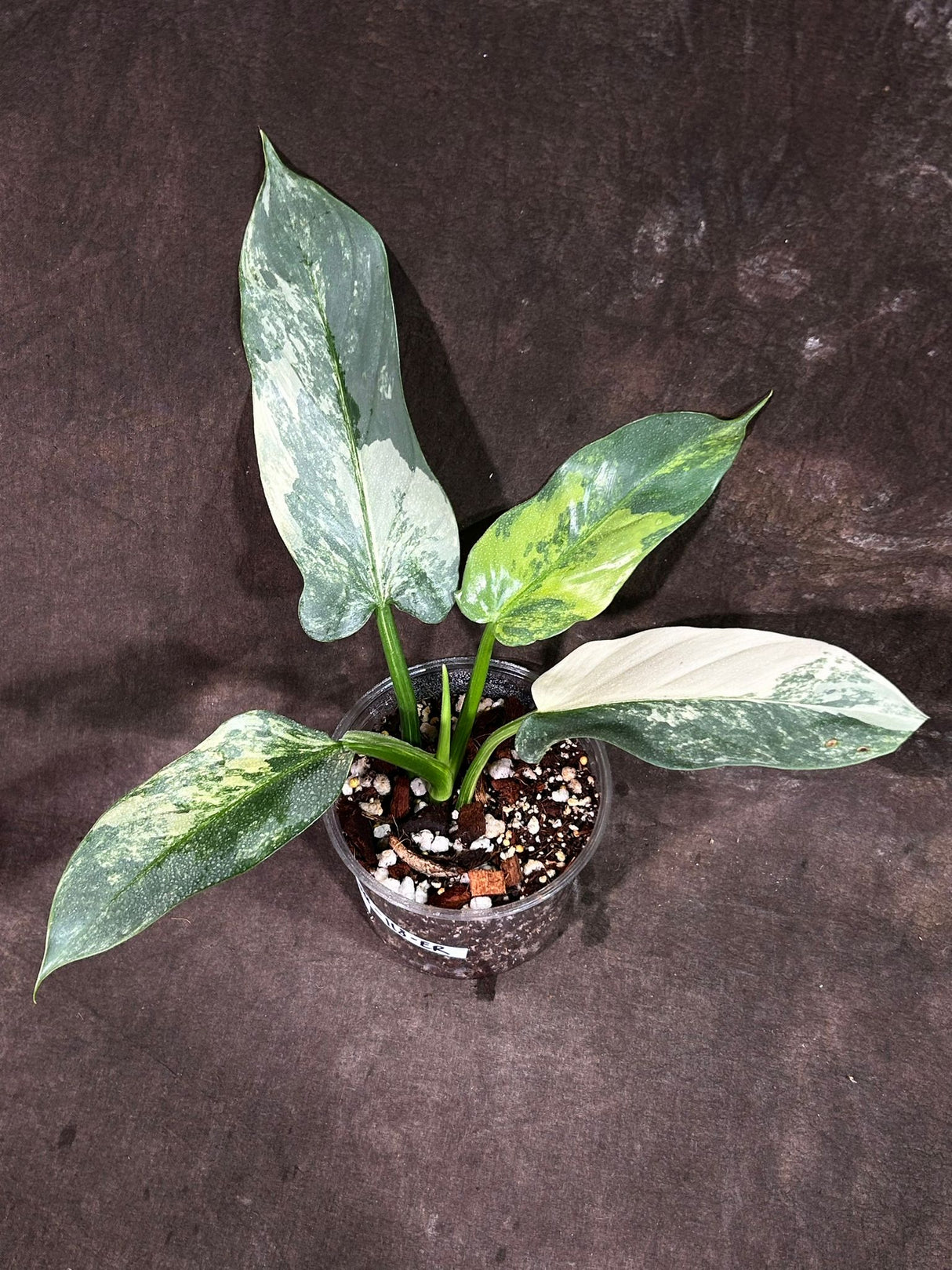 Philodendron Silver Sword Variegated Plant in a Nursery Pot | Live Indoor Plant | Super Rare Collector Plant | Exact Same Plant - Us Seller