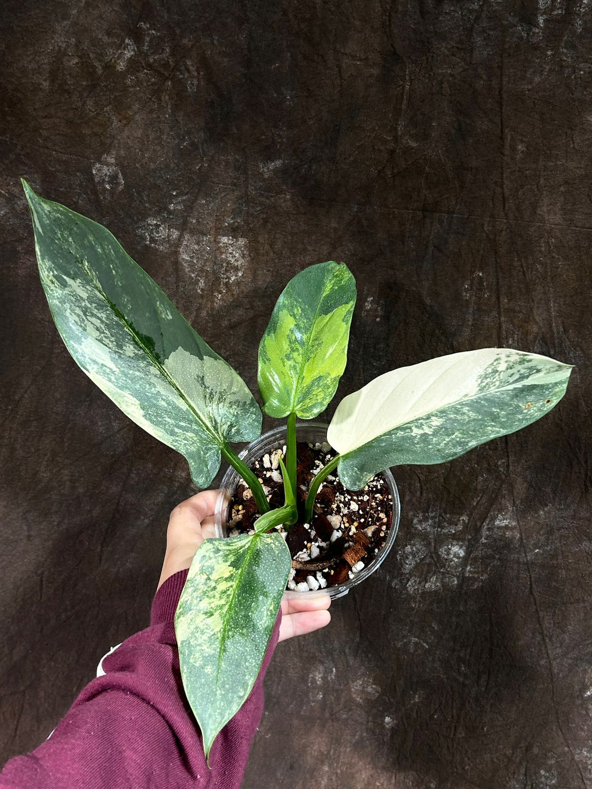 Philodendron Silver Sword Variegated Plant in a Nursery Pot | Live Indoor Plant | Super Rare Collector Plant | Exact Same Plant - Us Seller