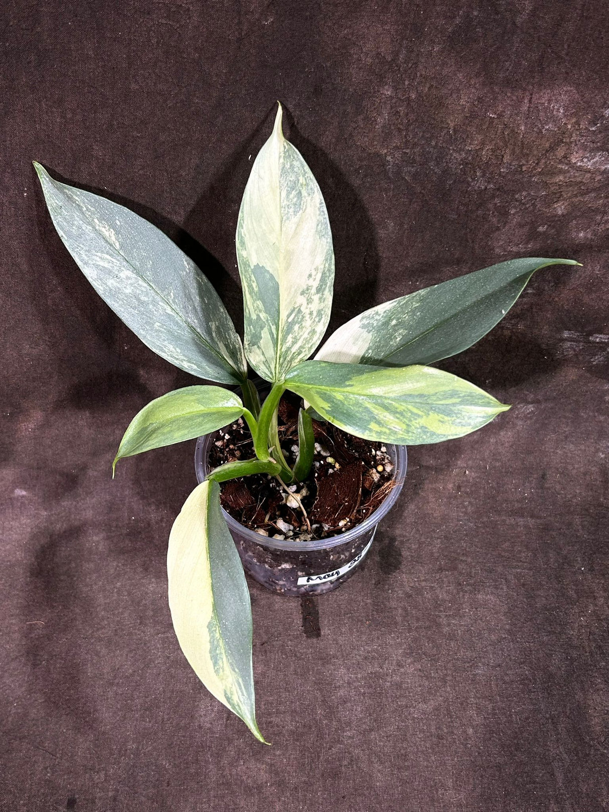 Philodendron Silver Sword Variegated Plant in a Nursery Pot | Live Indoor Plant | Super Rare Collector Plant | Exact Same Plant - Us Seller