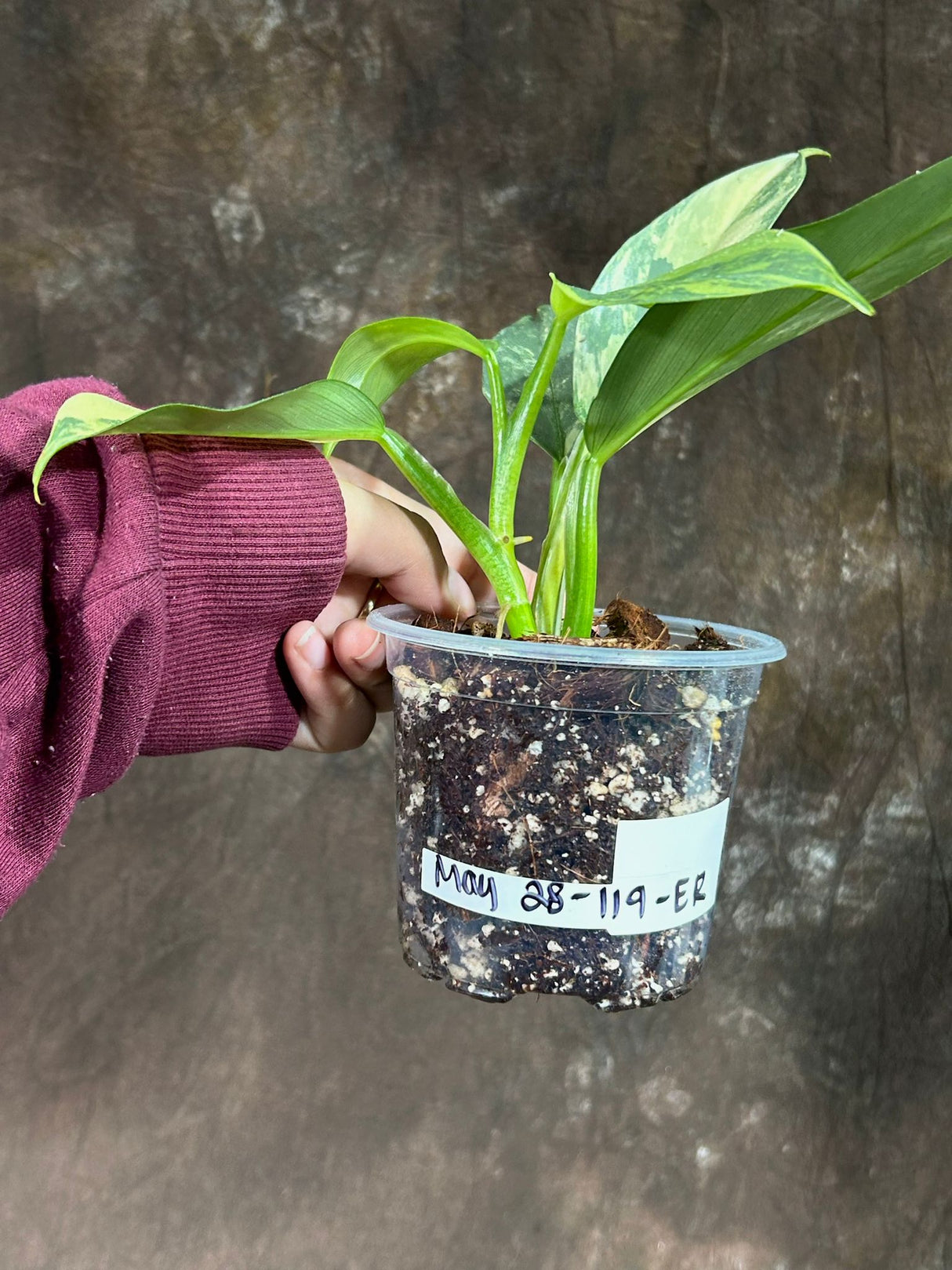 Philodendron Silver Sword Variegated Plant in a Nursery Pot | Live Indoor Plant | Super Rare Collector Plant | Exact Same Plant - Us Seller