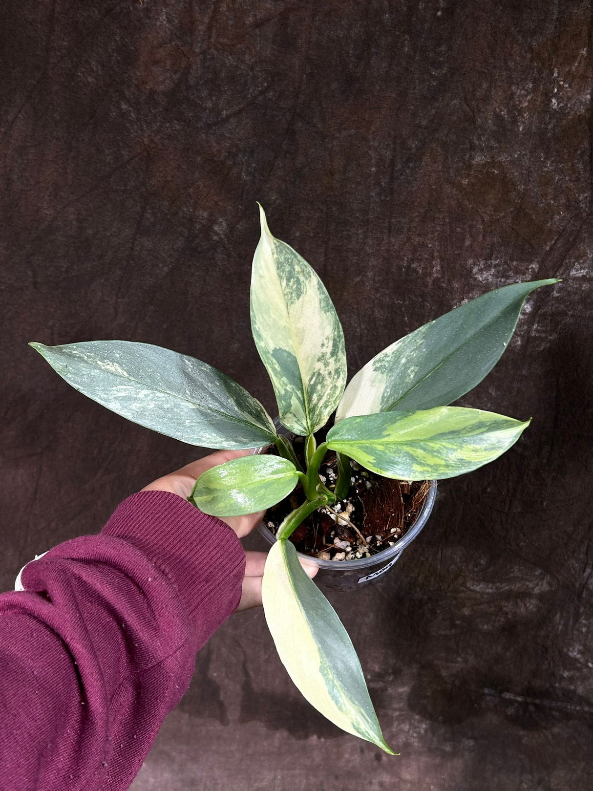 Philodendron Silver Sword Variegated Plant in a Nursery Pot | Live Indoor Plant | Super Rare Collector Plant | Exact Same Plant - Us Seller