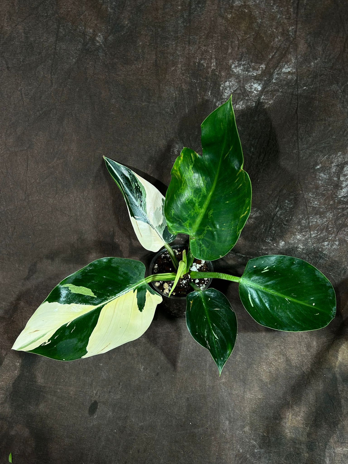 Super Rare Variegated Philodendron Green Congo in a Nursery Pot - Green Congo Original - Hard to Come By - Exact Same Plant - US Seller