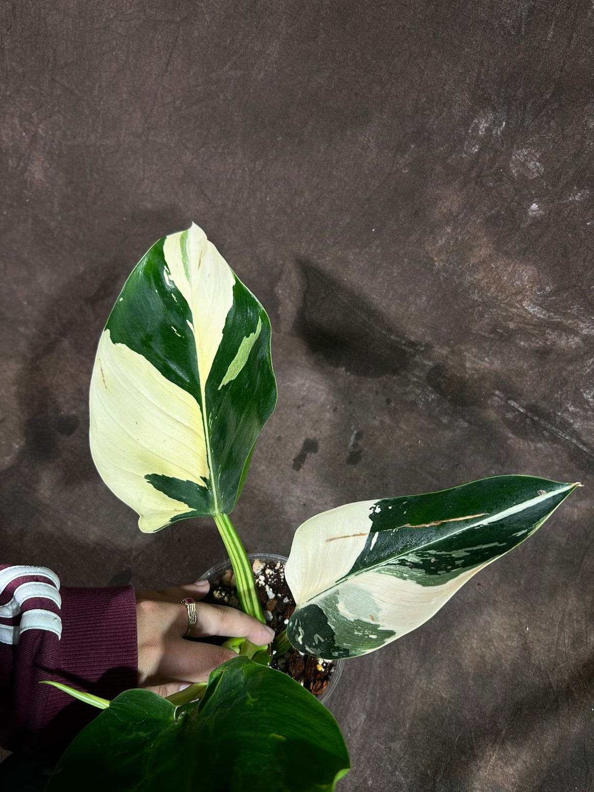 Super Rare Variegated Philodendron Green Congo in a Nursery Pot - Green Congo Original - Hard to Come By - Exact Same Plant - US Seller