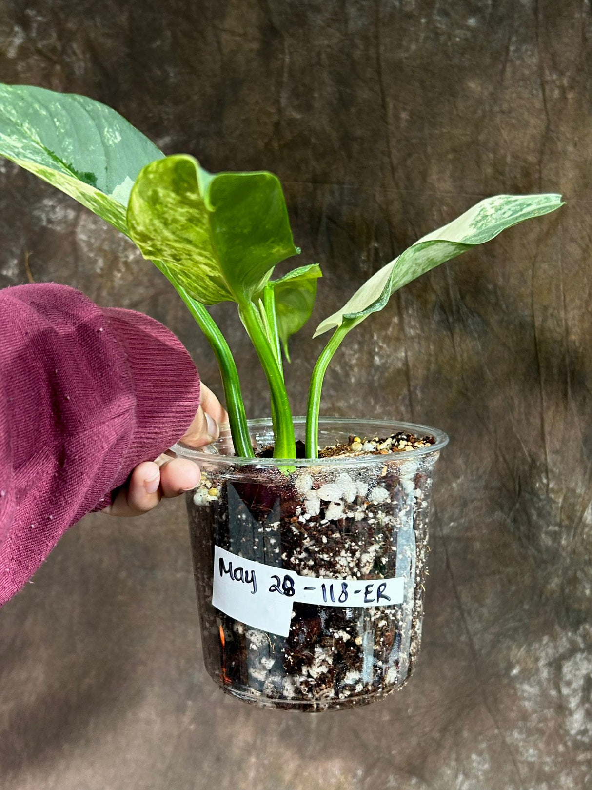 Philodendron Silver Sword Variegated Plant in a Nursery Pot | Live Indoor Plant | Super Rare Collector Plant | Exact Same Plant - Us Seller