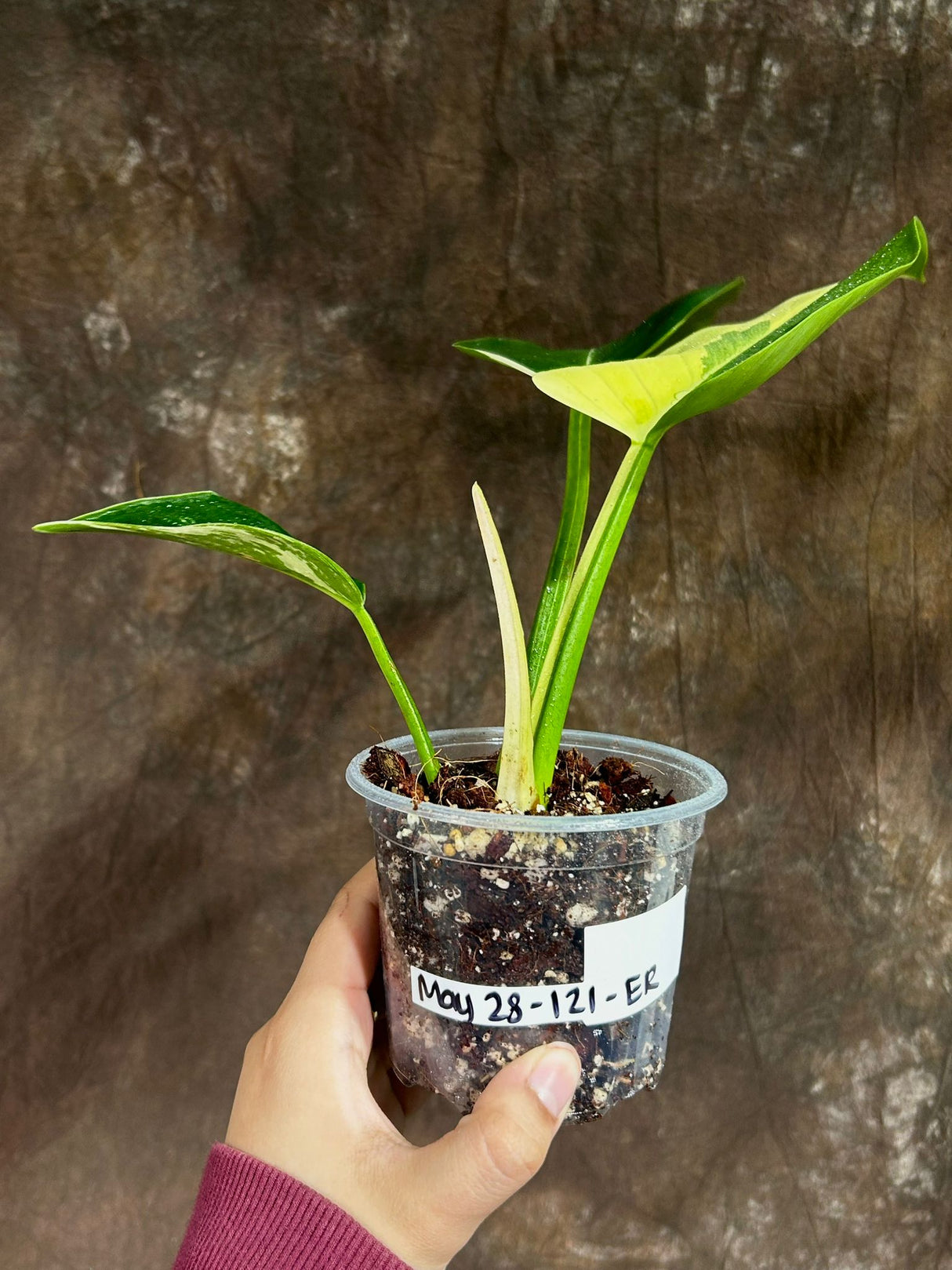 Super Rare Variegated Philodendron Green Congo in a Nursery Pot - Green Congo Original - Hard to Come By - Exact Same Plant - US Seller