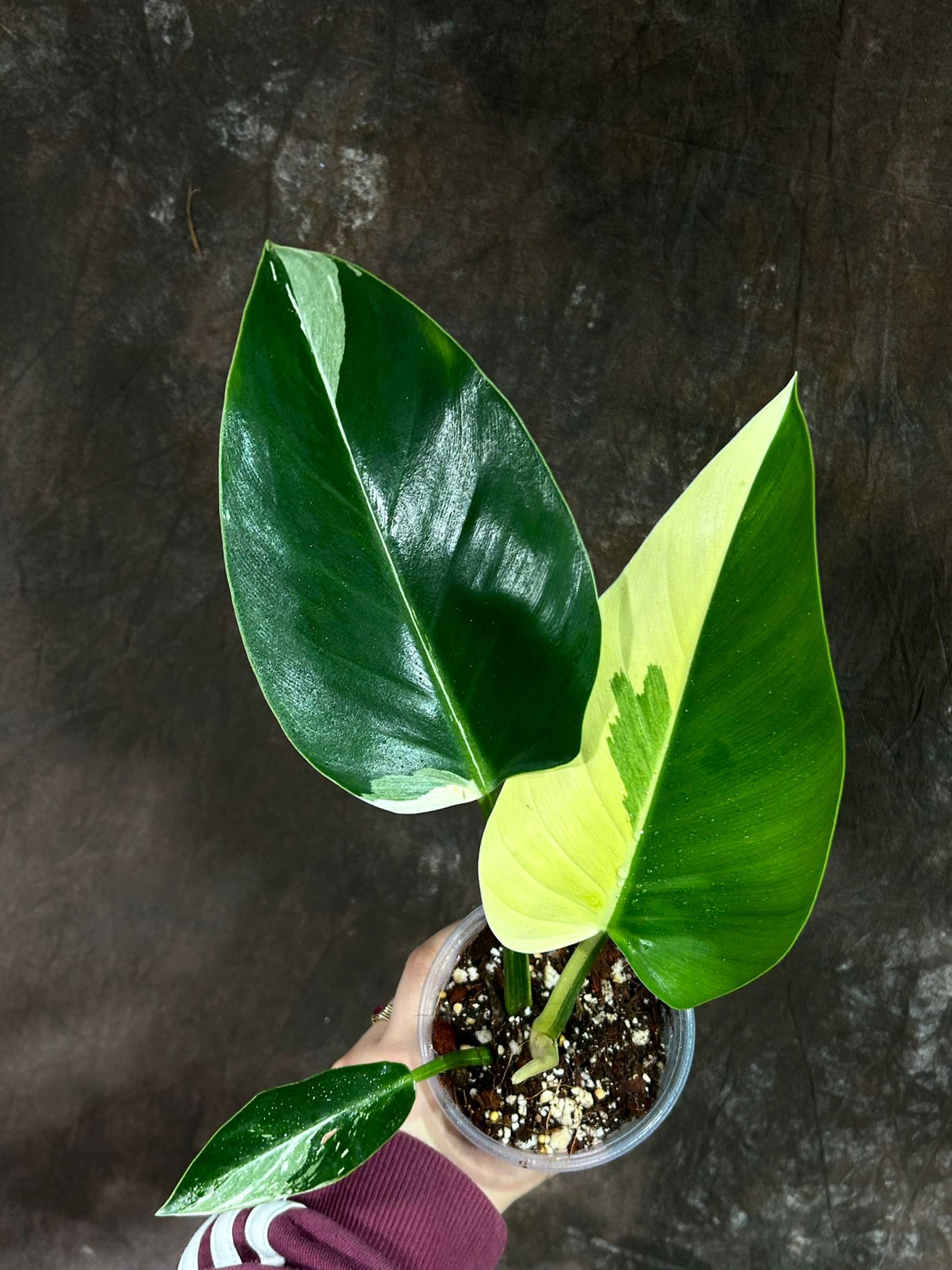 Super Rare Variegated Philodendron Green Congo in a Nursery Pot - Green Congo Original - Hard to Come By - Exact Same Plant - US Seller