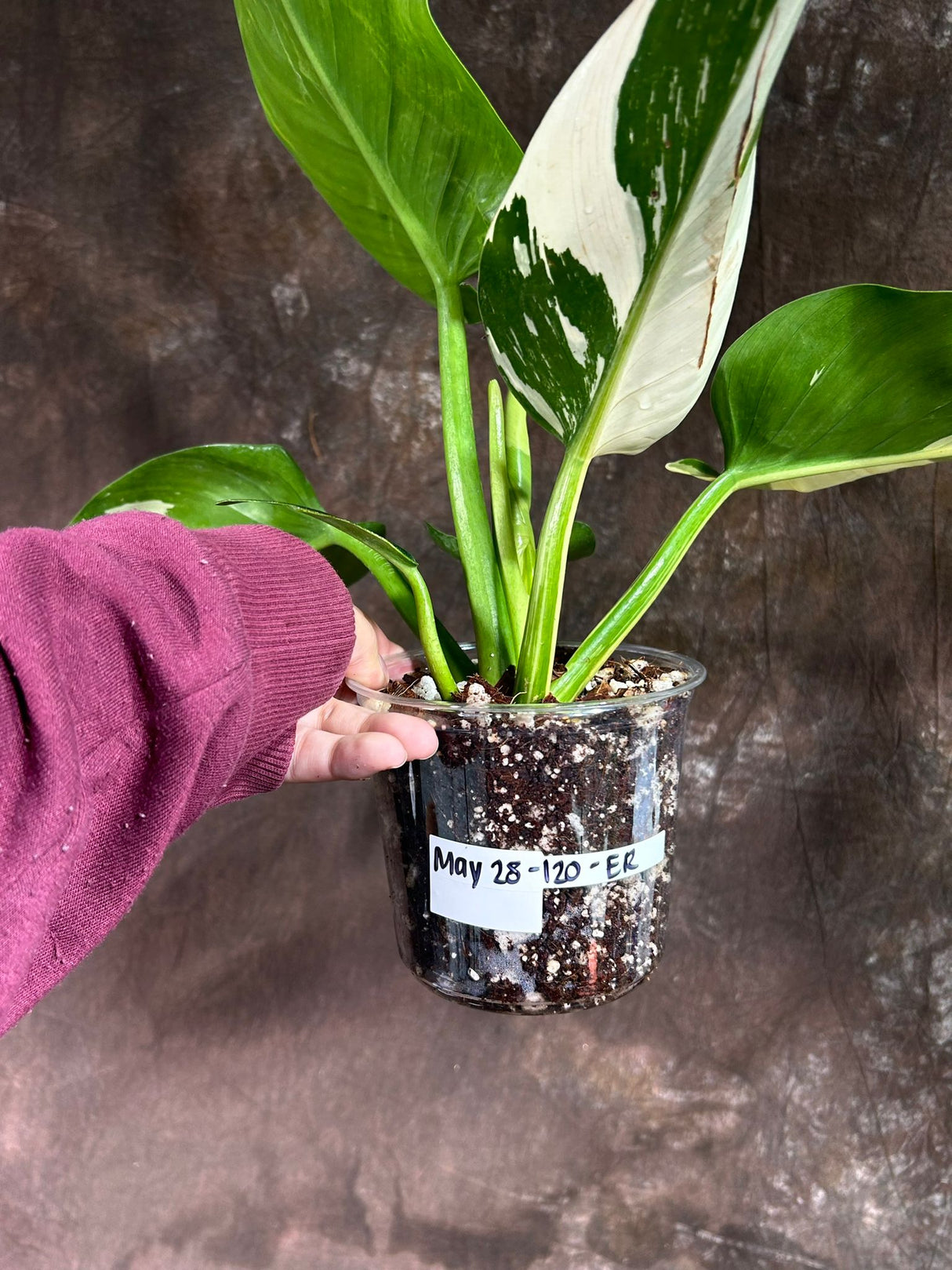 Super Rare Variegated Philodendron Green Congo in a Nursery Pot - Green Congo Original - Hard to Come By - Exact Same Plant - US Seller