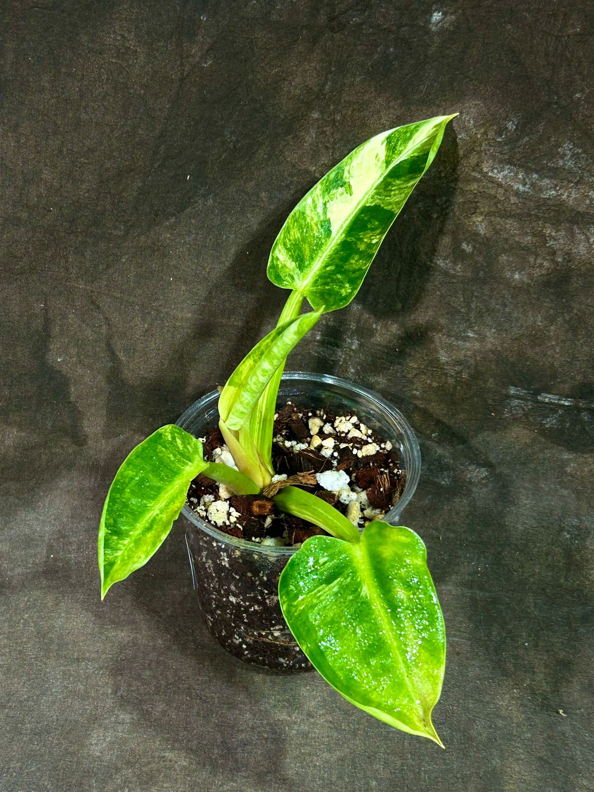 Super Rare Variegated Philodendron Green Congo in a Nursery Pot - Green Congo Original - Hard to Come By - Exact Same Plant - US Seller