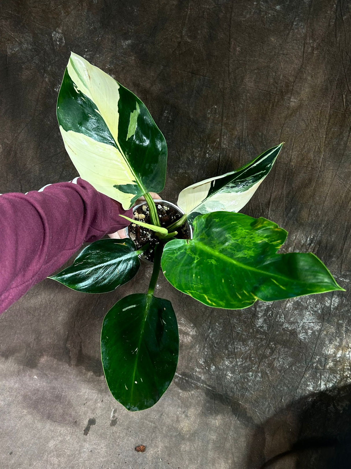Super Rare Variegated Philodendron Green Congo in a Nursery Pot - Green Congo Original - Hard to Come By - Exact Same Plant - US Seller