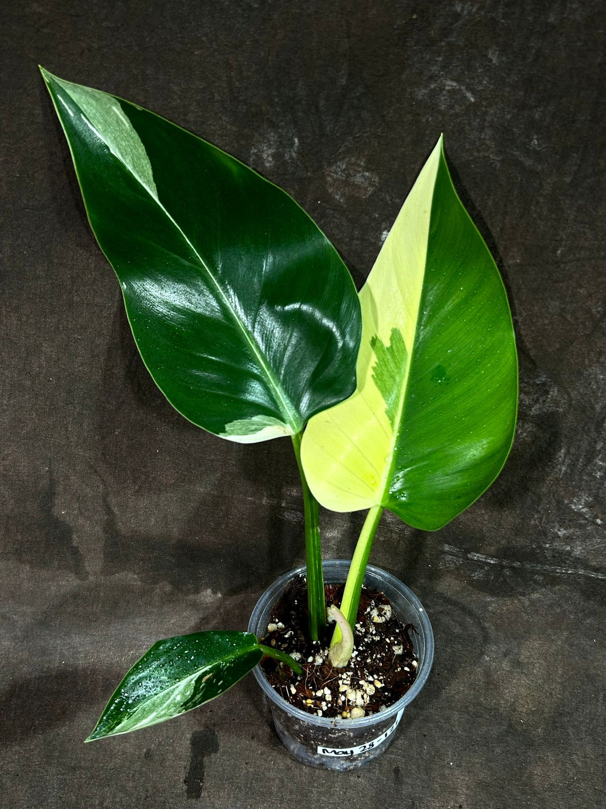 Super Rare Variegated Philodendron Green Congo in a Nursery Pot - Green Congo Original - Hard to Come By - Exact Same Plant - US Seller