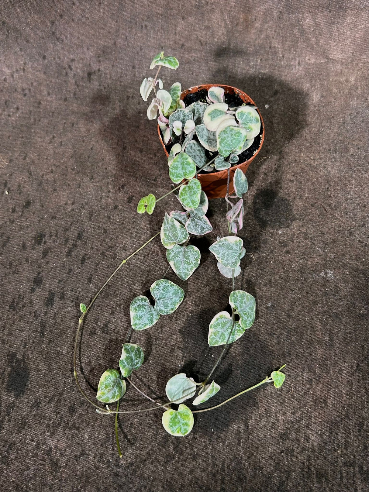 Variegated String of Hearts in 2" Grow Pot - Beautiful Indoor Succulent with Heart-Shaped Leaves - Low Light Vining Plant - Plant of Love