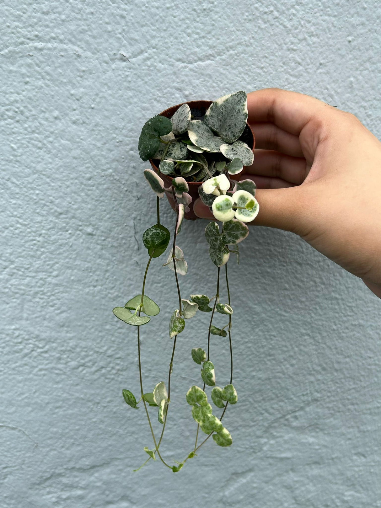 Variegated String of Hearts in 2" Grow Pot - Beautiful Indoor Succulent with Heart-Shaped Leaves - Low Light Vining Plant - Plant of Love
