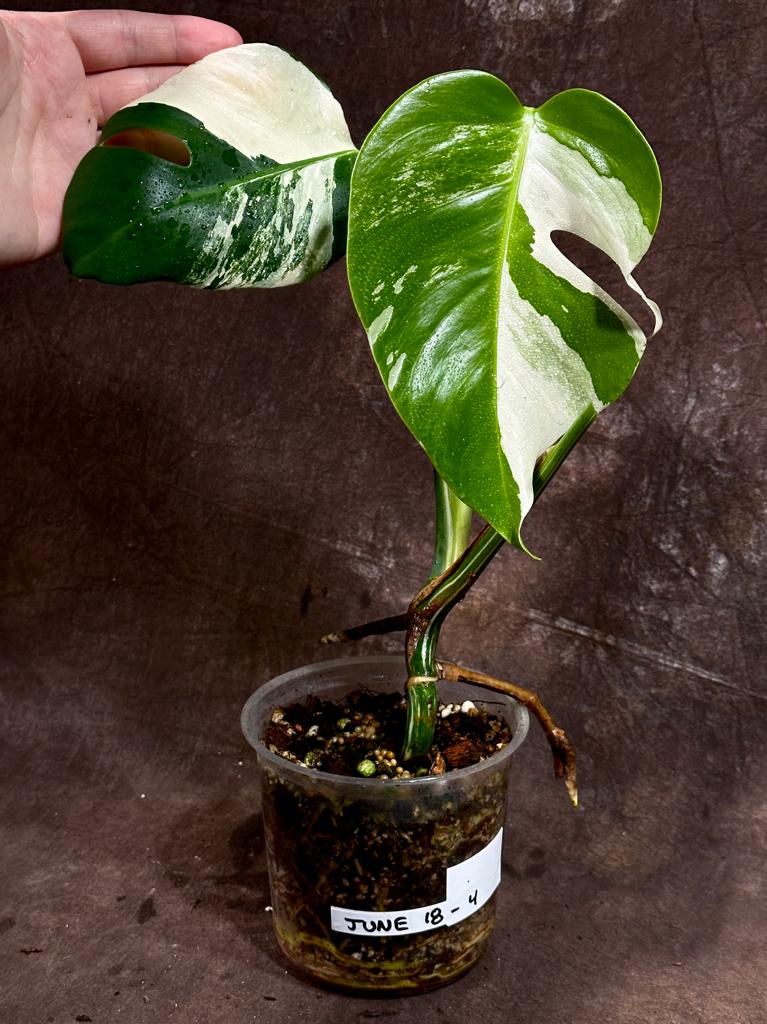 Variegated Monstera Albo Plant - Rare Indoor White Monstera Albo Borsigiana Plant - Albo Monstera - US Seller - Rare Houseplant -EXACT Plant