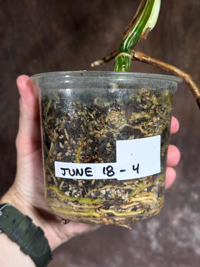 Variegated Monstera Albo Plant - Rare Indoor White Monstera Albo Borsigiana Plant - Albo Monstera - US Seller - Rare Houseplant -EXACT Plant