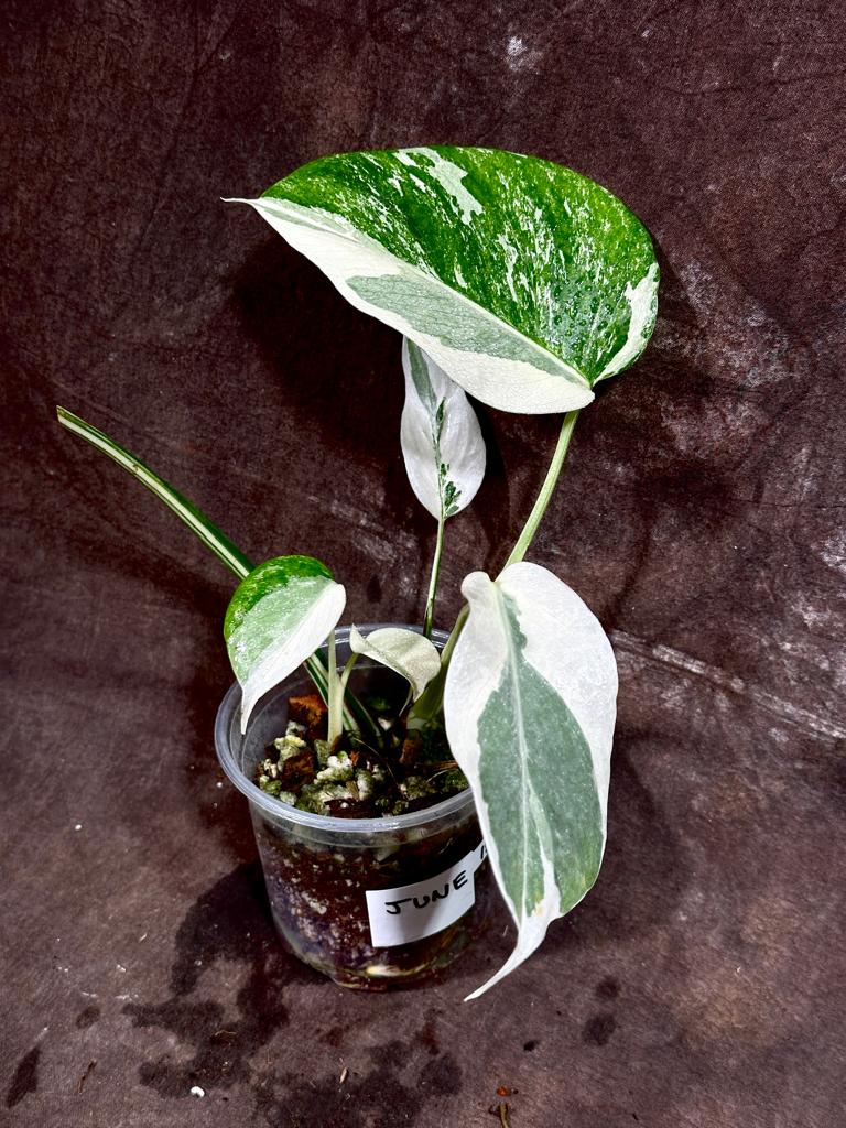 Variegated Monstera Albo Plant - Rare Indoor White Monstera Albo Borsigiana Plant - Baby Leaf Plant - Indoor Plant - EXACT Plant - US Seller