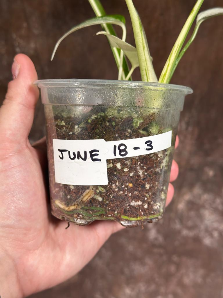 Variegated Monstera Albo Plant - Rare Indoor White Monstera Albo Borsigiana Plant - Baby Leaf Plant - Indoor Plant - EXACT Plant - US Seller