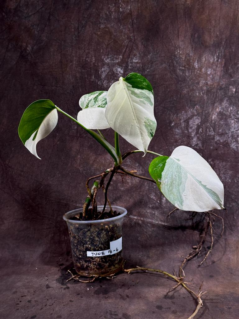 Variegated Monstera Albo Plant - Rare Indoor White Monstera Albo Borsigiana Plant - Baby Leaf Plant - Indoor Plant - EXACT Plant - US Seller