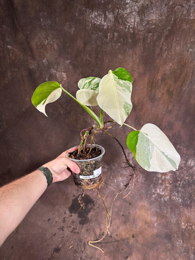 Variegated Monstera Albo Plant - Rare Indoor White Monstera Albo Borsigiana Plant - Baby Leaf Plant - Indoor Plant - EXACT Plant - US Seller