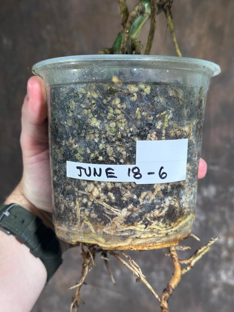 Variegated Monstera Albo Plant - Rare Indoor White Monstera Albo Borsigiana Plant - Baby Leaf Plant - Indoor Plant - EXACT Plant - US Seller