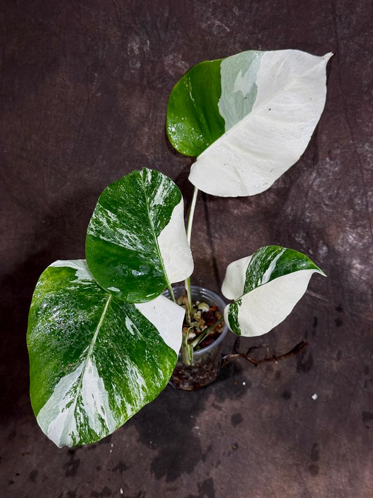 Variegated Monstera Albo Plant - Rare Indoor White Monstera Albo Borsigiana Plant - Albo Monstera - US Seller - Rare Houseplant -EXACT Plant