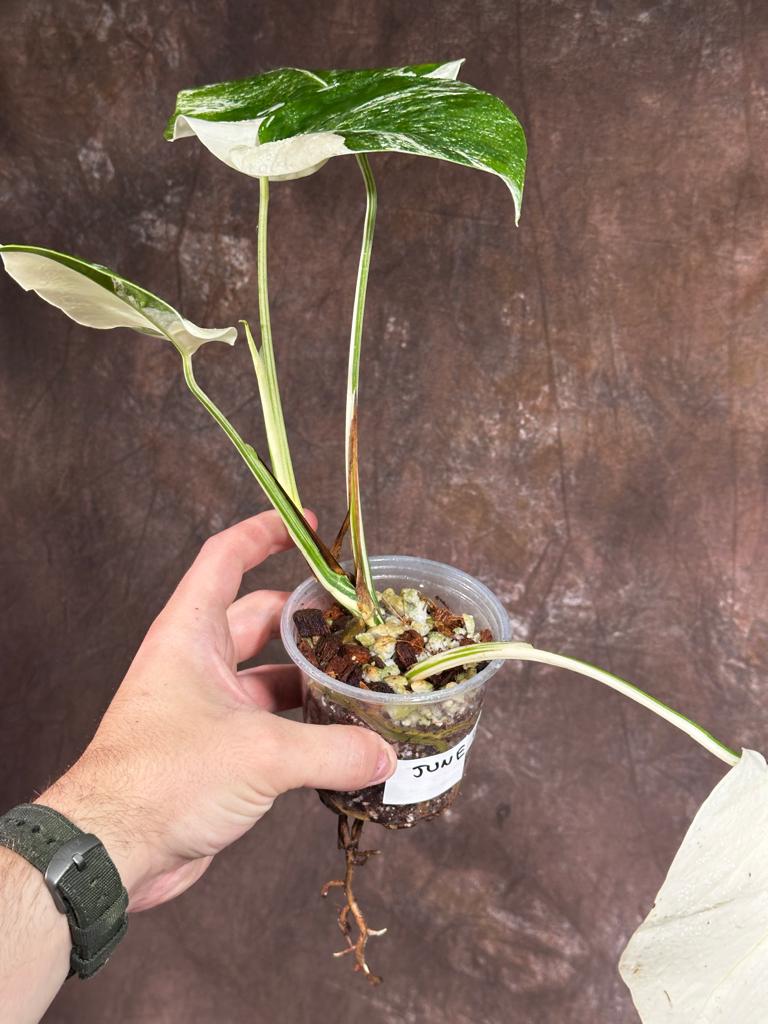 Variegated Monstera Albo Plant - Rare Indoor White Monstera Albo Borsigiana Plant - Albo Monstera - US Seller - Rare Houseplant -EXACT Plant