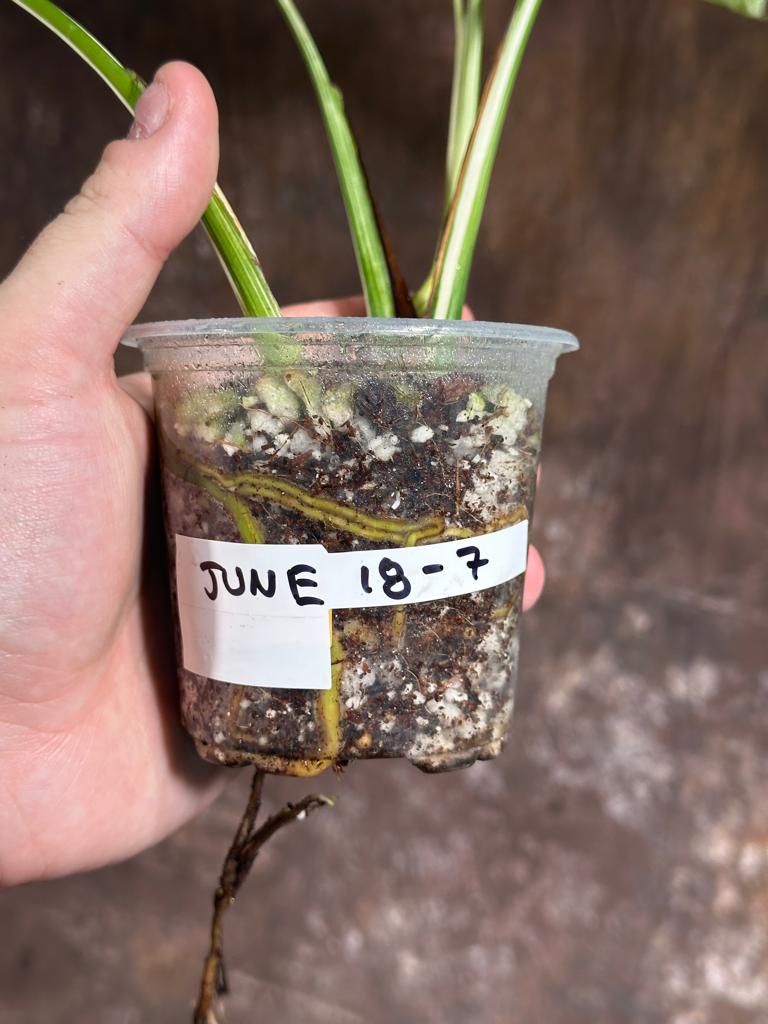 Variegated Monstera Albo Plant - Rare Indoor White Monstera Albo Borsigiana Plant - Albo Monstera - US Seller - Rare Houseplant -EXACT Plant