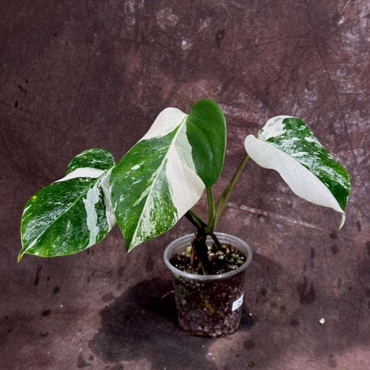 Variegated Monstera Albo Plant - Rare Indoor White Monstera Albo Borsigiana Plant - Baby Leaf Plant - Indoor Plant - EXACT Plant - US Seller