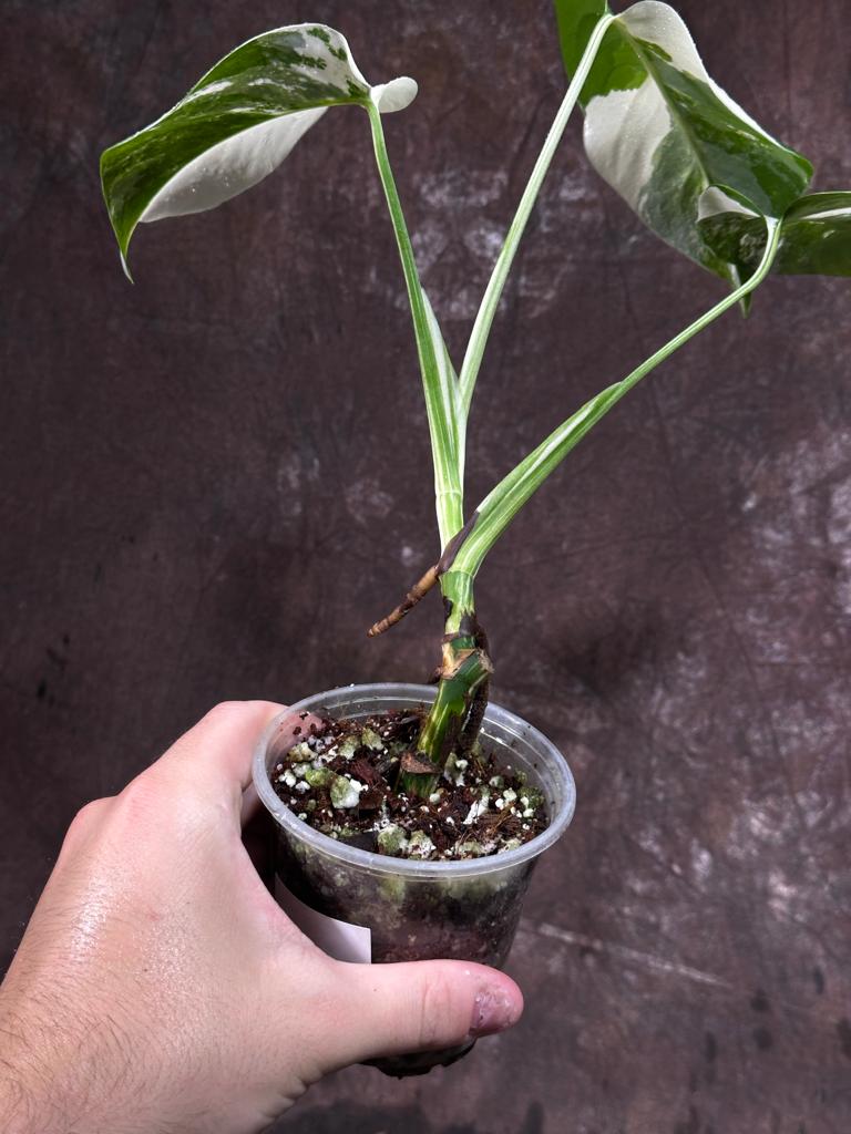 Variegated Monstera Albo Plant - Rare Indoor White Monstera Albo Borsigiana Plant - Baby Leaf Plant - Indoor Plant - EXACT Plant - US Seller