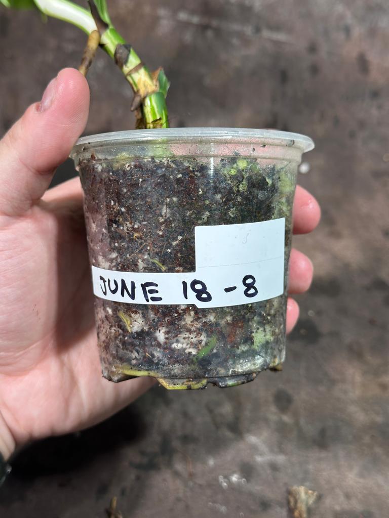 Variegated Monstera Albo Plant - Rare Indoor White Monstera Albo Borsigiana Plant - Baby Leaf Plant - Indoor Plant - EXACT Plant - US Seller