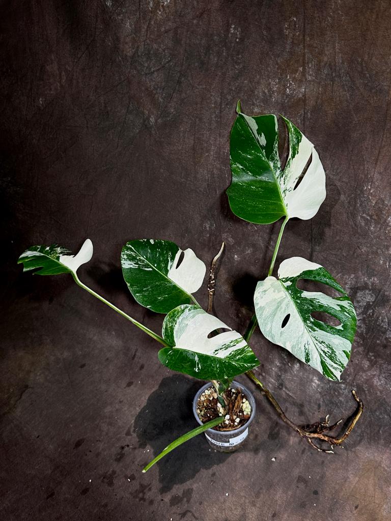 Variegated Monstera Albo Plant - Rare Indoor White Monstera Albo Borsigiana Plant - Baby Leaf Plant - Indoor Plant - EXACT Plant - US Seller