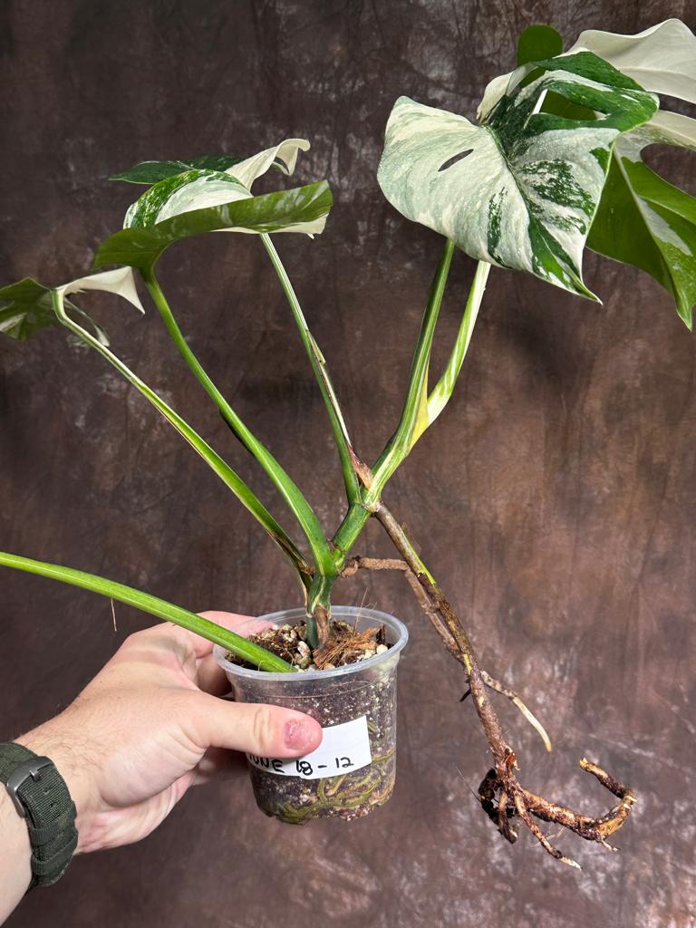 Variegated Monstera Albo Plant - Rare Indoor White Monstera Albo Borsigiana Plant - Baby Leaf Plant - Indoor Plant - EXACT Plant - US Seller