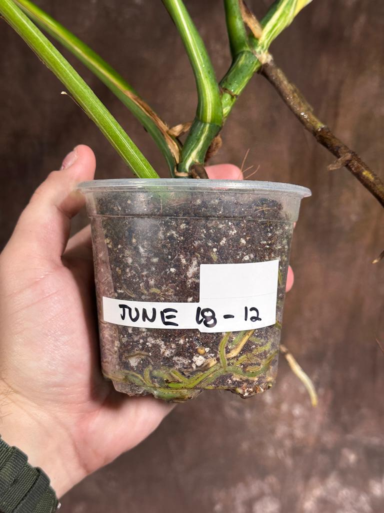 Variegated Monstera Albo Plant - Rare Indoor White Monstera Albo Borsigiana Plant - Baby Leaf Plant - Indoor Plant - EXACT Plant - US Seller