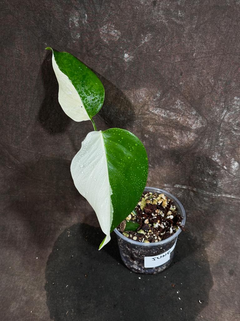 Variegated Monstera Albo Plant - Rare Indoor White Monstera Albo Borsigiana Plant - Albo Monstera - US Seller - Rare Houseplant -EXACT Plant