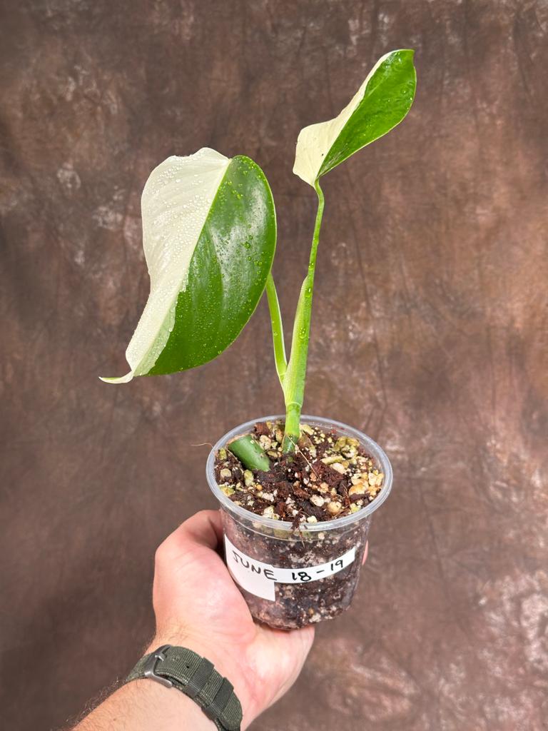 Variegated Monstera Albo Plant - Rare Indoor White Monstera Albo Borsigiana Plant - Albo Monstera - US Seller - Rare Houseplant -EXACT Plant