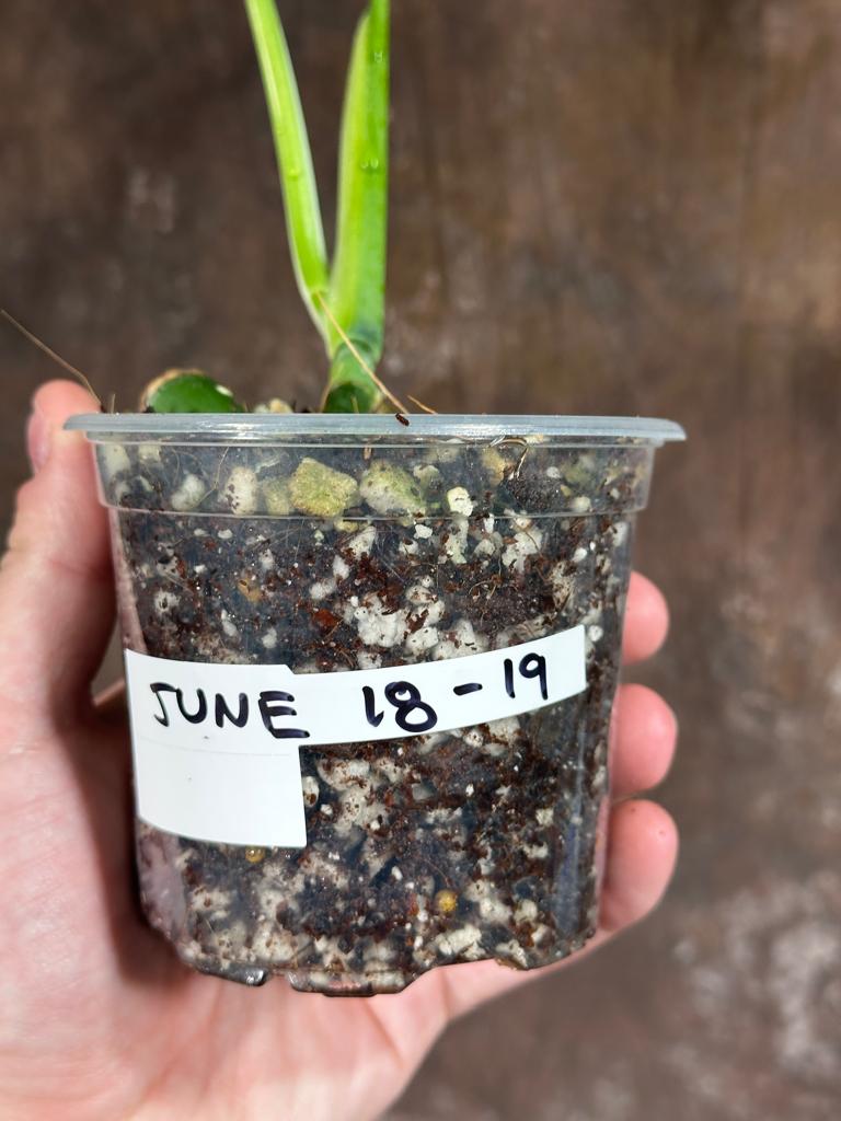 Variegated Monstera Albo Plant - Rare Indoor White Monstera Albo Borsigiana Plant - Albo Monstera - US Seller - Rare Houseplant -EXACT Plant