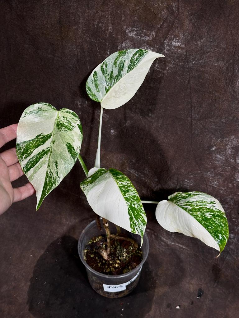 Variegated Monstera Albo Plant - Rare Indoor White Monstera Albo Borsigiana Plant - Baby Leaf Plant - Indoor Plant - EXACT Plant - US Seller