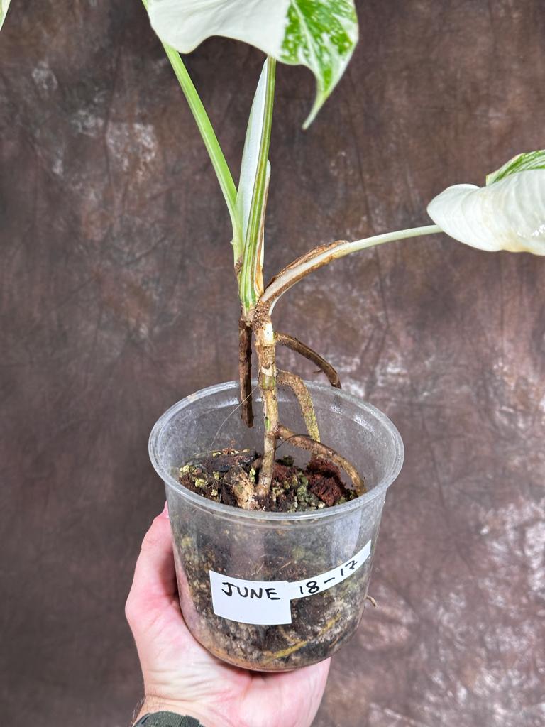 Variegated Monstera Albo Plant - Rare Indoor White Monstera Albo Borsigiana Plant - Baby Leaf Plant - Indoor Plant - EXACT Plant - US Seller