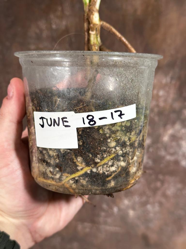 Variegated Monstera Albo Plant - Rare Indoor White Monstera Albo Borsigiana Plant - Baby Leaf Plant - Indoor Plant - EXACT Plant - US Seller