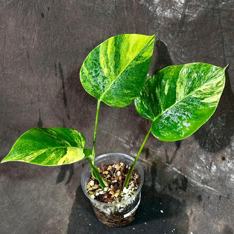 Monstera Aurea Variegated Borsigiana in a Nursery Pot - Monstera Aurea Potted Plant - Monstera Marmota - SAME PLANT as images - US Seller