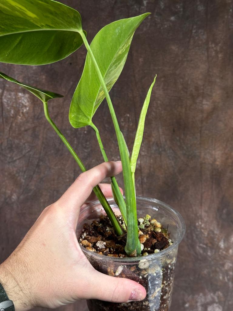 Monstera Aurea Variegated Borsigiana in a Nursery Pot - Monstera Aurea Potted Plant - Monstera Marmota - SAME PLANT as images - US Seller