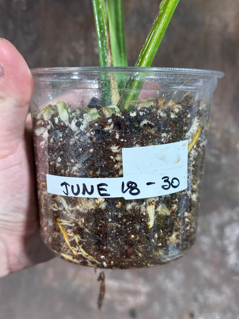 Monstera Aurea Variegated Borsigiana in a Nursery Pot - Monstera Aurea Potted Plant - Monstera Marmota - SAME PLANT as images - US Seller