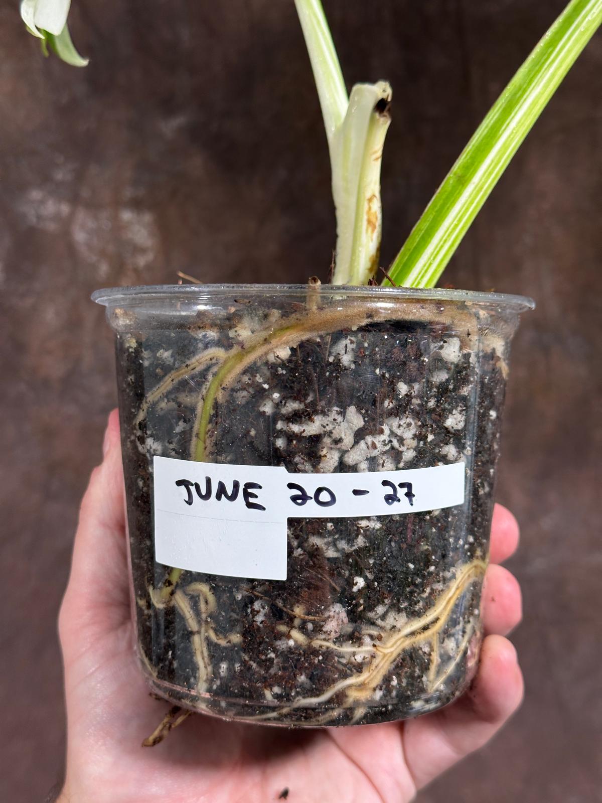 Variegated Monstera Albo Plant - Rare Indoor White Monstera Albo Borsigiana Plant - Albo Monstera - US Seller - Rare Houseplant -EXACT Plant